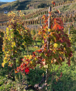 La Landonne Côte-Rôtie feuillage automnal La Landonne Côte-Rôtie feuillage automnal