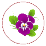 Arôme Violette Arôme Violette